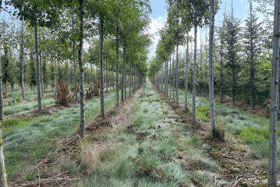 vue arbres pépinière chantier PSMO - Agrandir l'image 1 sur 3, fenêtre modale