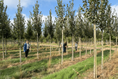 vue arbres pépinière chantier PSMO - Agrandir l'image 3 sur 3, fenêtre modale