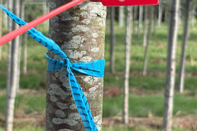 vue arbres pépinière chantier PSMO - Agrandir l'image 2 sur 3, fenêtre modale